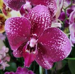 Орхидея Phalaenopsis (отцвел)      