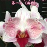 Орхидея Dtps Little Gem Stripes peloric 2 eyes (еще не цвел) 