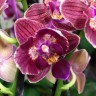 Орхидея Phalaenopsis peloric, multiflora (отцвел)