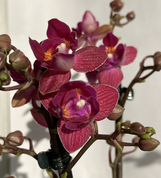 Орхидея Phalaenopsis peloric, multiflora 
