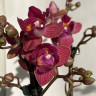 Орхидея Phalaenopsis peloric, multiflora 