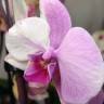 Орхидея Phalaenopsis mutation (отцвел)