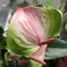 Anthurium Exota (деленка без цветов) 