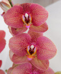 Орхидея Phalaenopsis Toulon 