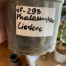 Орхидея Phalaenopsis Liodoro (отцвел, РЕАНИМАШКА)