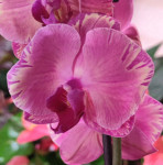 Орхидея Phalaenopsis Pink Crystal Crown '187' 