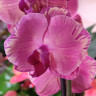 Орхидея Phalaenopsis Pink Crystal Crown '187' 