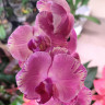 Орхидея Phalaenopsis Pink Crystal Crown '187' 