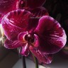 Орхидея Phalaenopsis Fortune Teller 