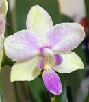 Орхидея Phal. Dazzling Blossum Bliss, multiflora (отцвёл, РЕАНИМАШКА)