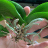 Орхидея Phal. Dazzling Blossum Bliss, multiflora (отцвёл, РЕАНИМАШКА)