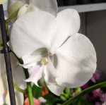 Орхидея Phal. Manta Mindoro, Big Lip (цветет, РЕАНИМАШКА)