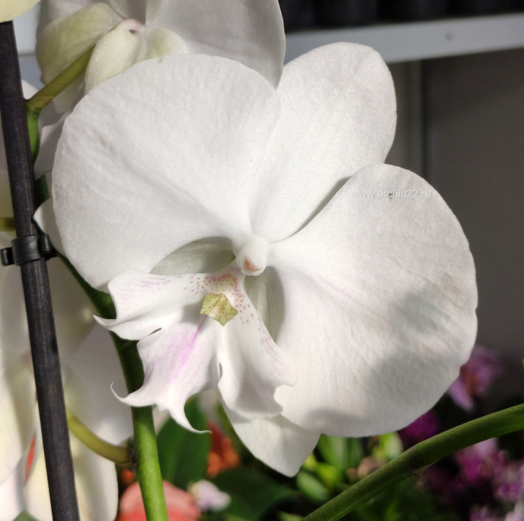 Орхидея Phal. Manta Mindoro, Big Lip (цветет, РЕАНИМАШКА)