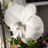 Орхидея Phal. Manta Mindoro, Big Lip (цветет, РЕАНИМАШКА)