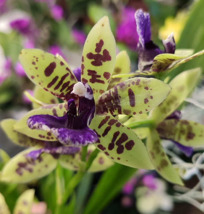 Орхидея Zygopetalum hybrid 