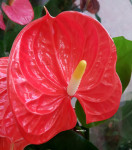 Anthurium Madural Orange (отцвел)