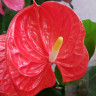 Anthurium Madural Orange (отцвел)