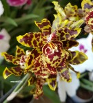 Орхидея Colmanara Wildcat  Ocelot