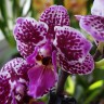 Орхидея Phalaenopsis mini (отцвёл)