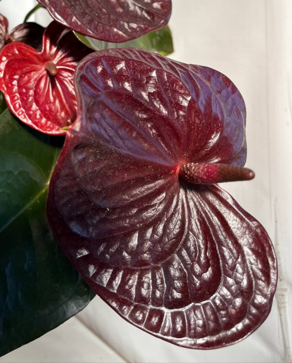 Anthurium Tranquillo