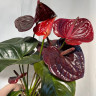 Anthurium Tranquillo