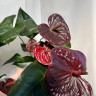 Anthurium Tranquillo