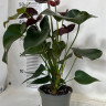 Anthurium Tranquillo
