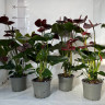 Anthurium Tranquillo