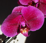 Орхидея Phalaenopsis Magic Sezanne (отцвел)