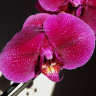 Орхидея Phalaenopsis Magic Sezanne (отцвел)