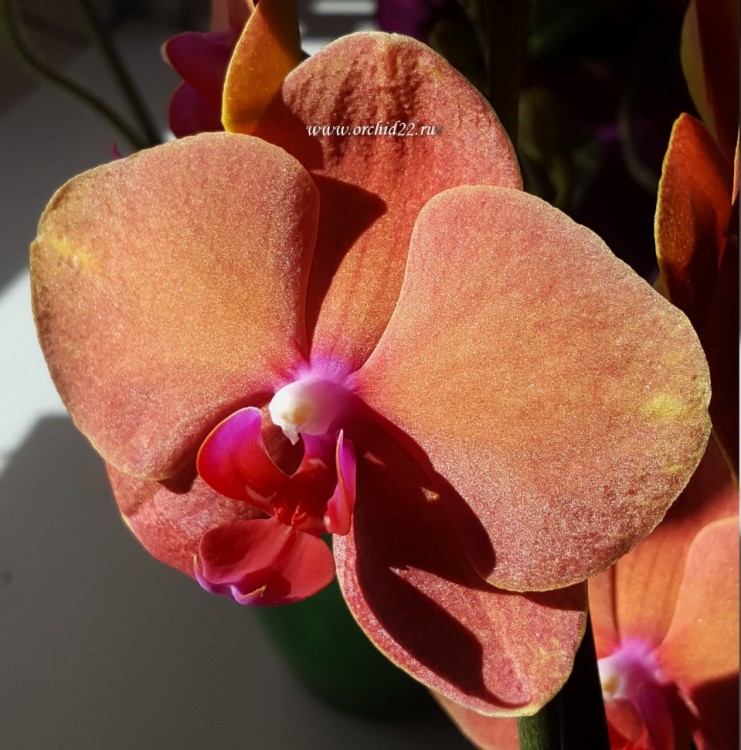 Орхидея Phalaenopsis Surf Song (отцвел)