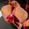 Орхидея Phalaenopsis Surf Song