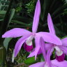 Орхидея Laelia perrinii (еще не цвела)   
