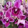 Орхидея Phalaenopsis Chia E Yenlin, multiflora (отцвел)
