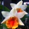 Орхидея Dendrobium Frosty Dawn (отцвел)