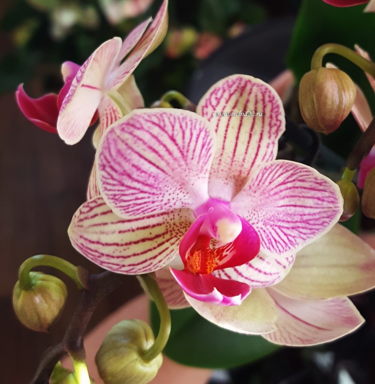 Орхидея Phalaenopsis Spring, multiflora (отцвел)