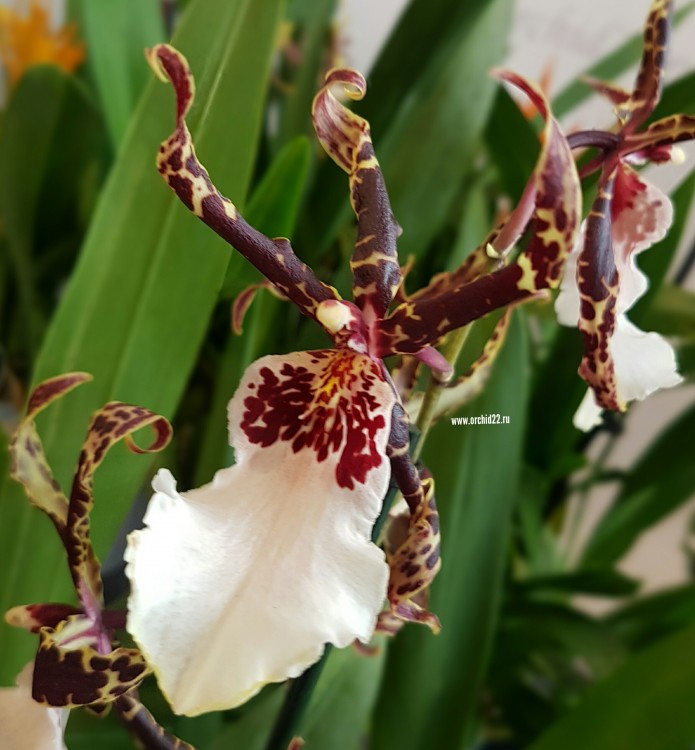 Орхидея Beallara Torrero (отцвела)