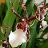 Орхидея Beallara Torrero (отцвела)