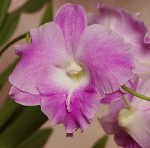 Орхидея Dendrobium Lady Pink x King Dragon (отцвел) 