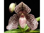 Орхидея Paphiopedilum Rolfei (еще не цвёл) 