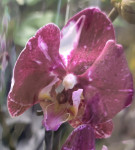 Орхидея Phalaenopsis (отцвел)              