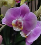 Орхидея Phalaenopsis, midi (отцвел) 