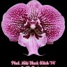 Орхидея Phalaenopsis Miki Black Witch '74' (еще не цвел) 