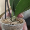 Орхидея Phalaenopsis, mini (отцвел, РЕАНИМАШКА)