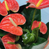 Anthurium Prince of Orange  