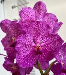 Орхидея Vanda  