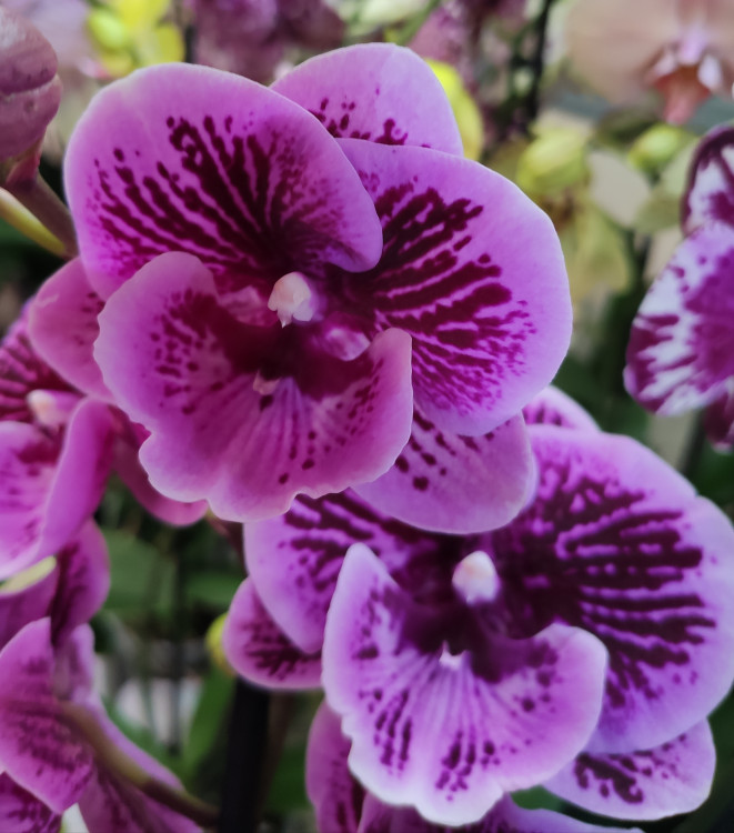 Орхидея Phalaenopsis Wild Berry, Big Lip 