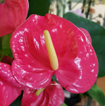 Anthurium California (отцвёл)