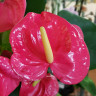 Anthurium California (отцвёл)