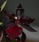 Орхидея Colmanara Massai Red